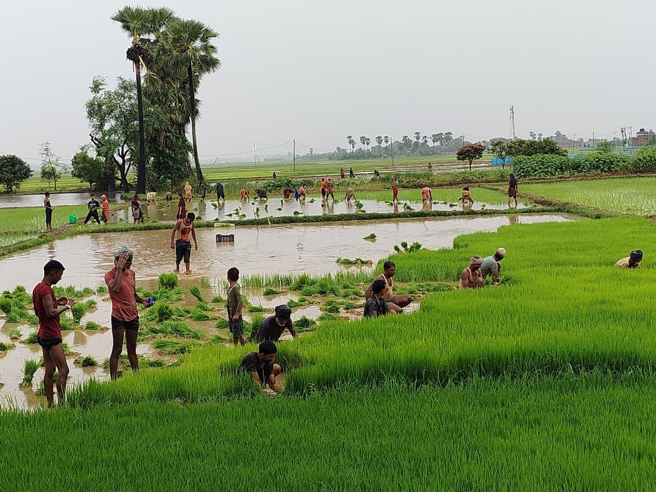 बारिश के बाद धनरोपनी में आयी तेजी