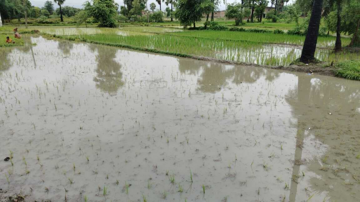 झमाझम बारिश से धान के पौधों और गन्ने की फसलों में आयी जान, खुश हुए किसान