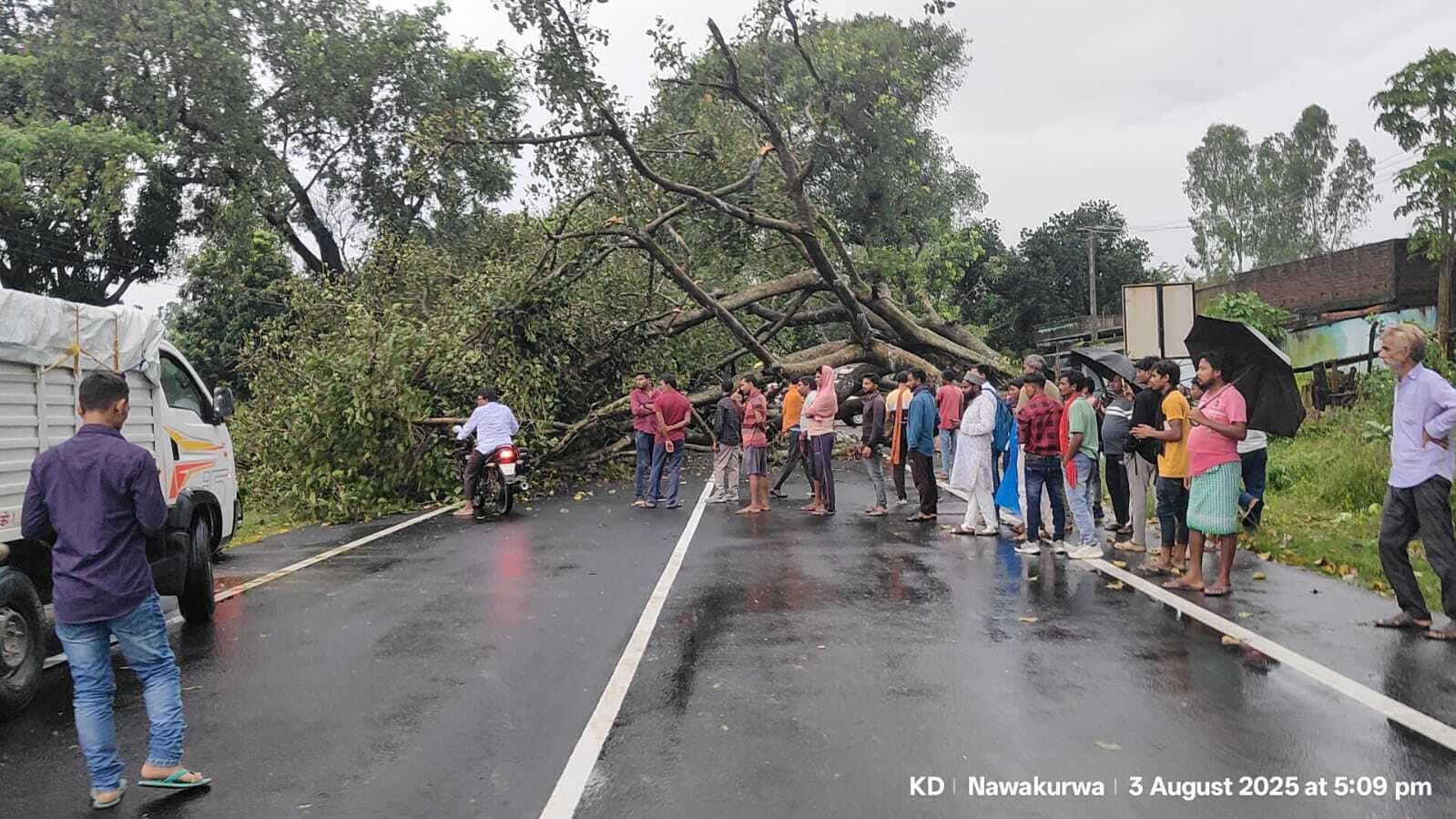 Deoghar News : जमुनिया के पास पेड़ गिरने से सड़क जाम, एक घंटे आवागमन बाधित