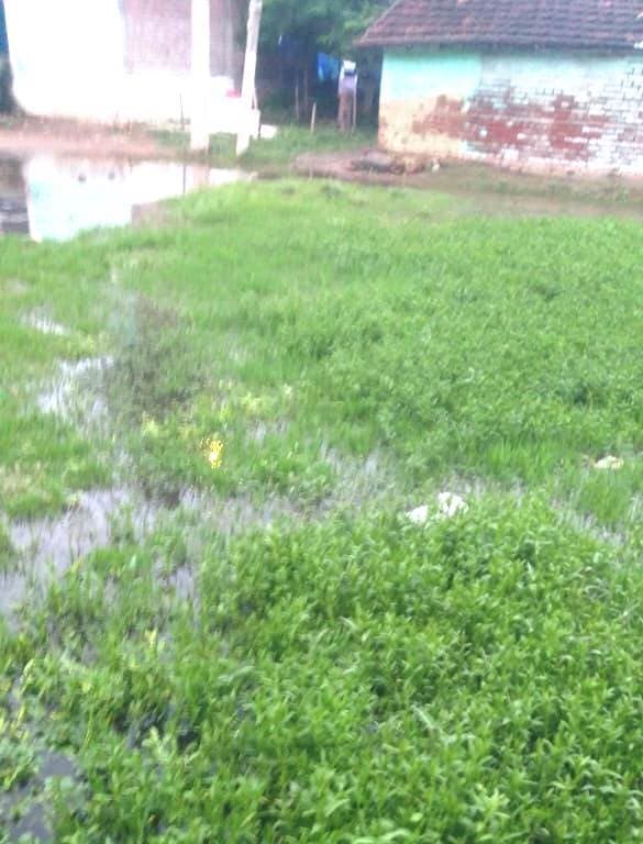 Bhagalpur news साधोपुर मेंजलजमाव, बांध काट जलनिकासी कराया