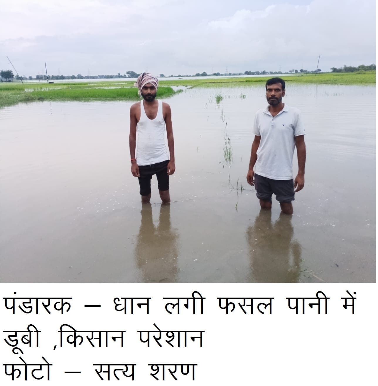 पंडारक में सैकड़ों एकड़ में लगी धान की फसल डूबी