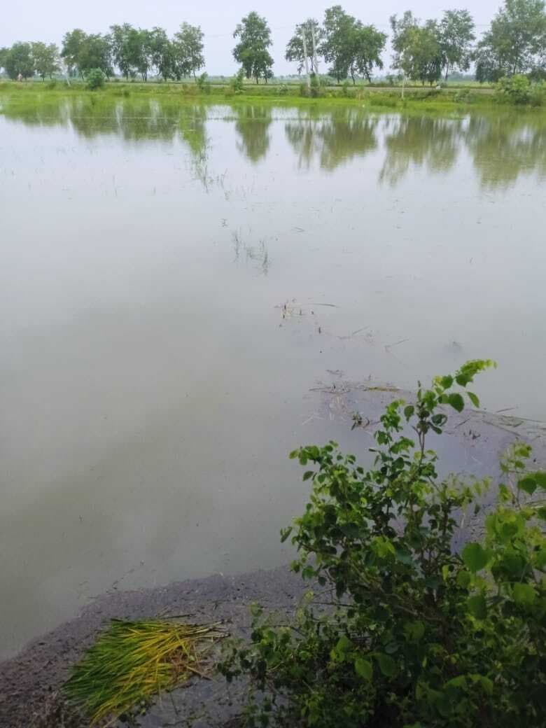 लगातार बारिश से पानी में डूबी धान की फसल