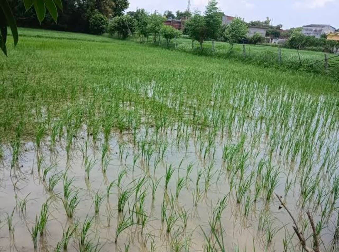 Motihari : सूख रहे धान के पौधों में बारिश से आयी हरियाली