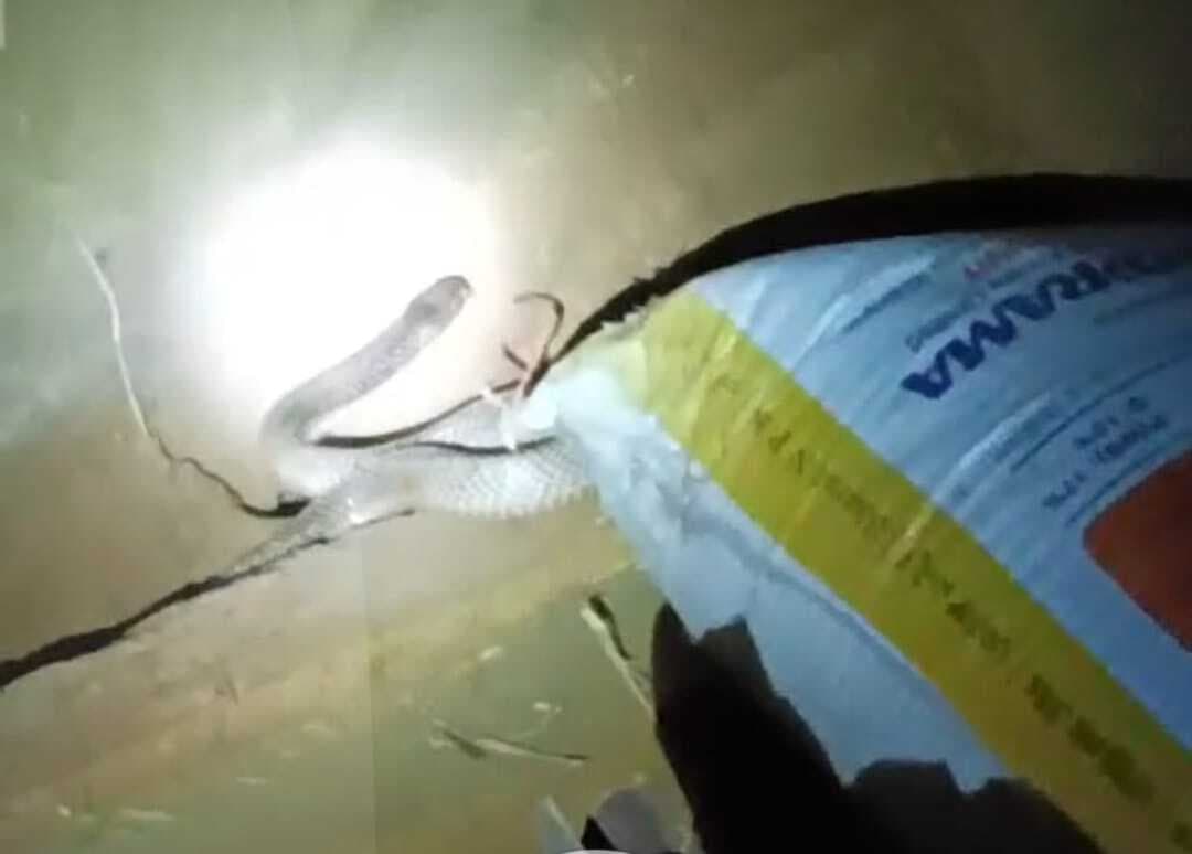 सारवां : घर में निकला कोबरा, ग्रामीणों में हड़कंप