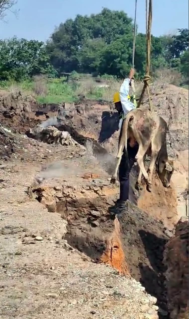 सीसीएल की पहल पर बंद खदान से बाहर निकाली गयी गाय