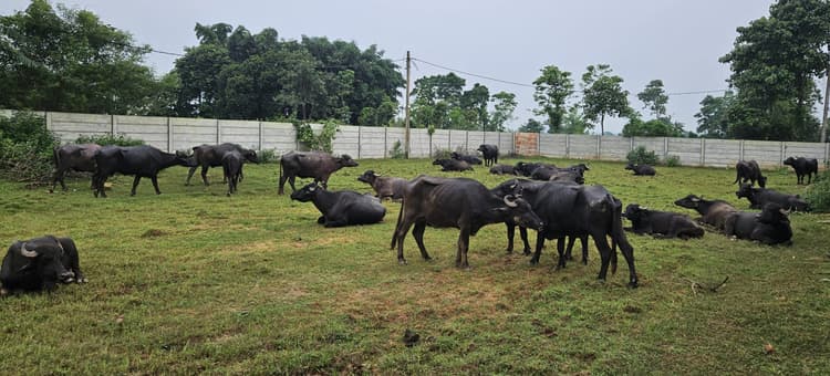 पुलिस ने कंटेनर में लदे 32 मवेशियों को किया जब्त,  चालक गिरफ्तार