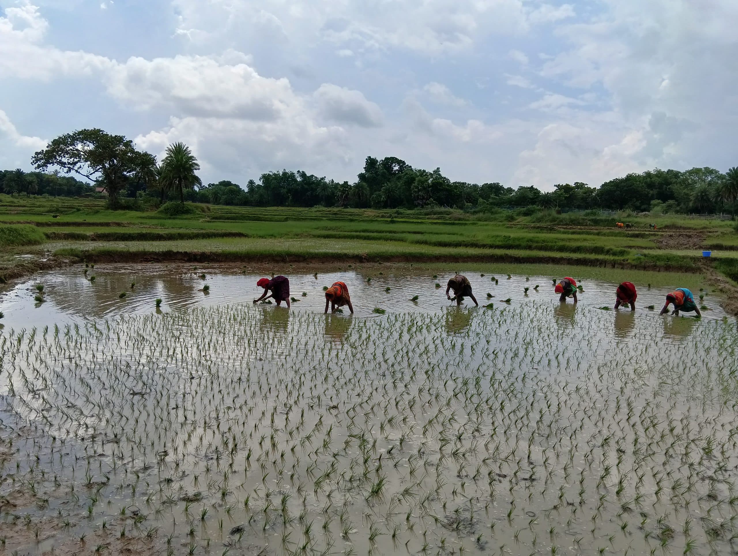 जिले में अभी तक हुई 85 प्रतिशत धनरोपनी