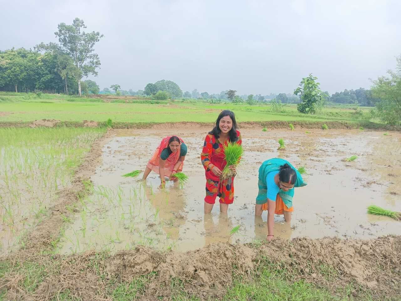 Giridih News :सरिया क्षेत्र में हुई 92 प्रतिशत धनरोपनी