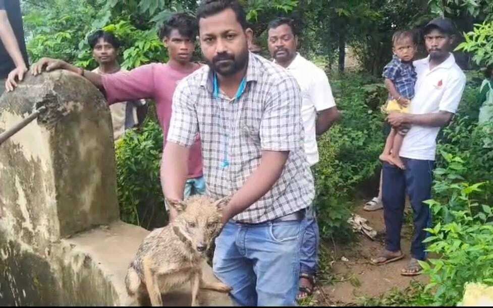 Seraikela Kharsawan News : सरायकेला : कुआं में गिरा सियार रेस्क्यू कर जंगल में छोड़ा गया