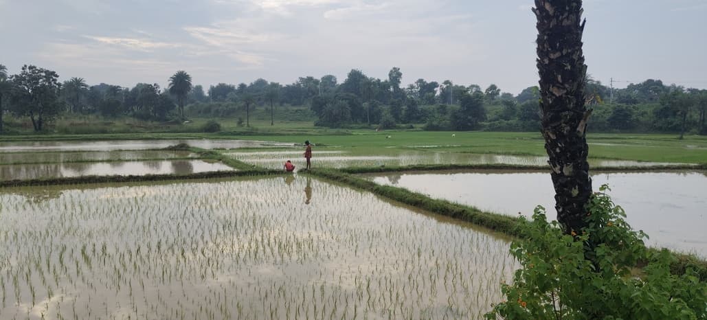 लगातार बारिश से मक्का और दलहन की खेती को भारी नुकसान