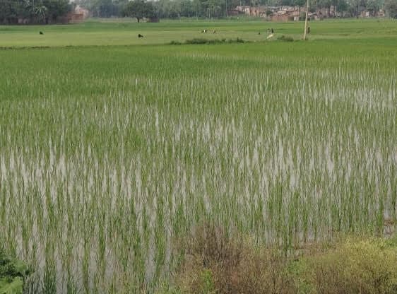 Darbhanga News: चालू माह की बारिश से धान आच्छादन के लक्ष्य की ओर बढ़े कदम