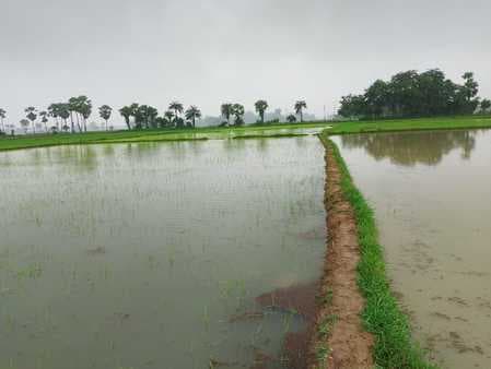 लगातार बारिश ने बढ़ाई किसानों की चिंता, जलजमाव से धान की फसल बर्बाद