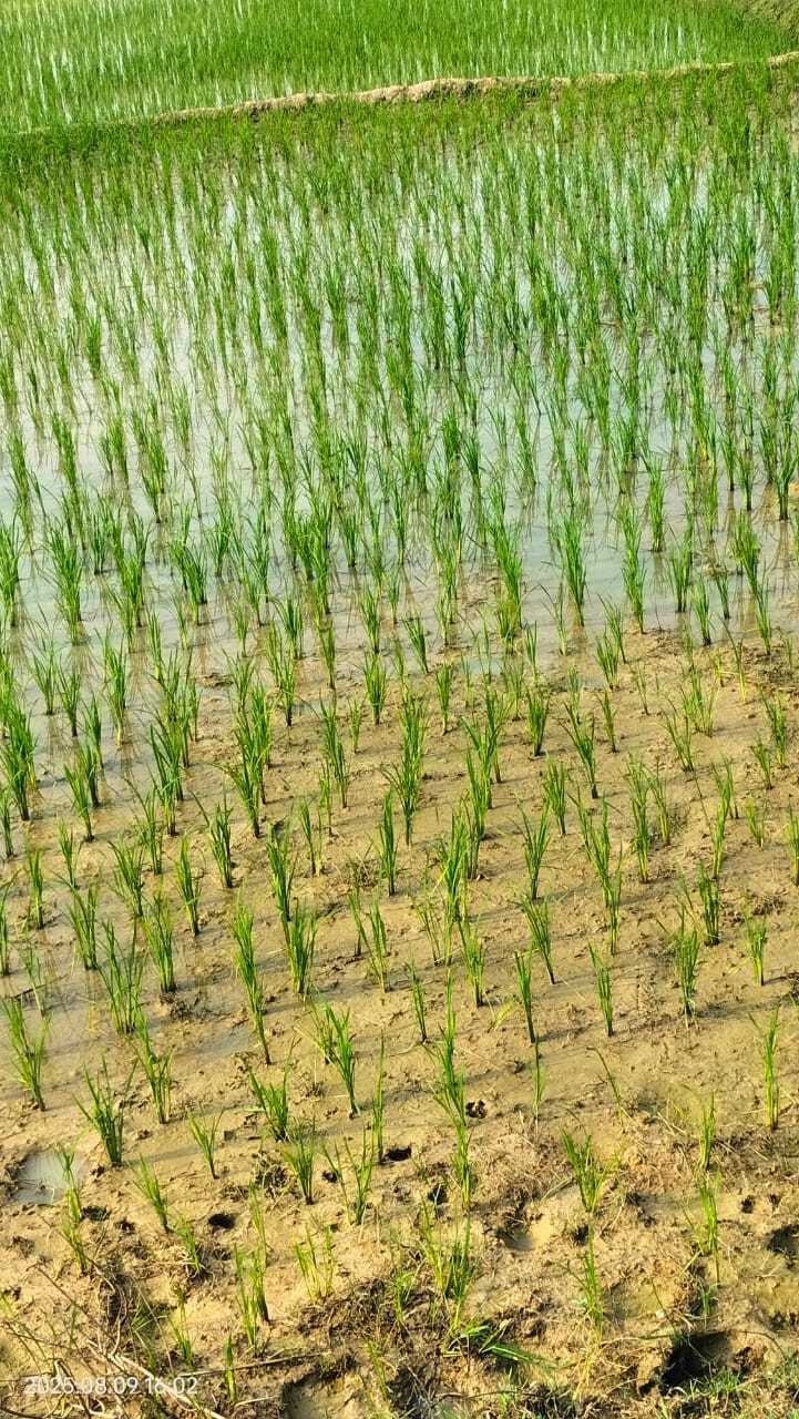 बारिश से किसानों के खिले चेहरे, तो कई जगहों पर घरों में घुसा पानी