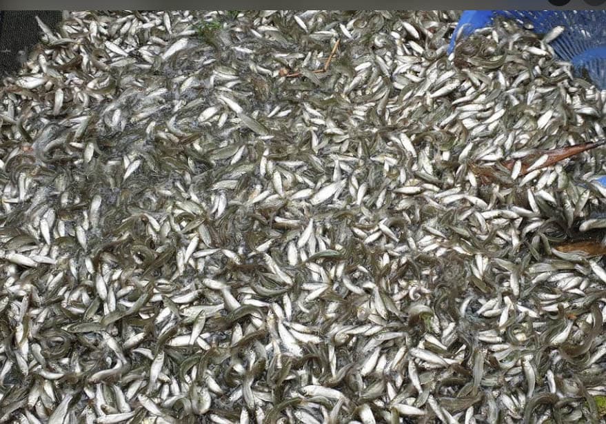 11 एकड़ में फैले 22 तालाब में तैयार होंगे फिंगरलिंग