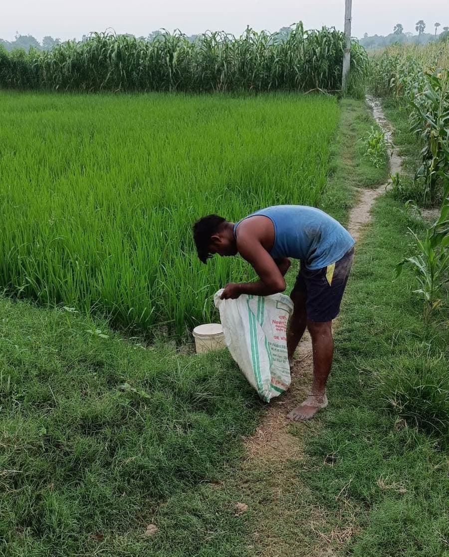 Saran News : लगातार बारिश होने से लहलहाने लगी धान व मक्के की फसल