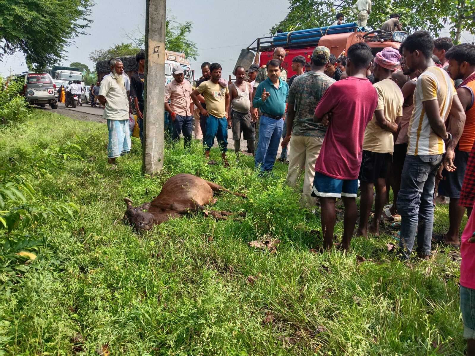 खंभे में करंट से मवेशी मरा, आक्रोश में सड़क जाम