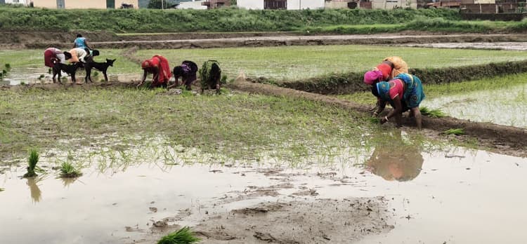 2866 हेक्टेयर लक्ष्य, 80 फीसदी खेतों में हो गयी धान रोपनी