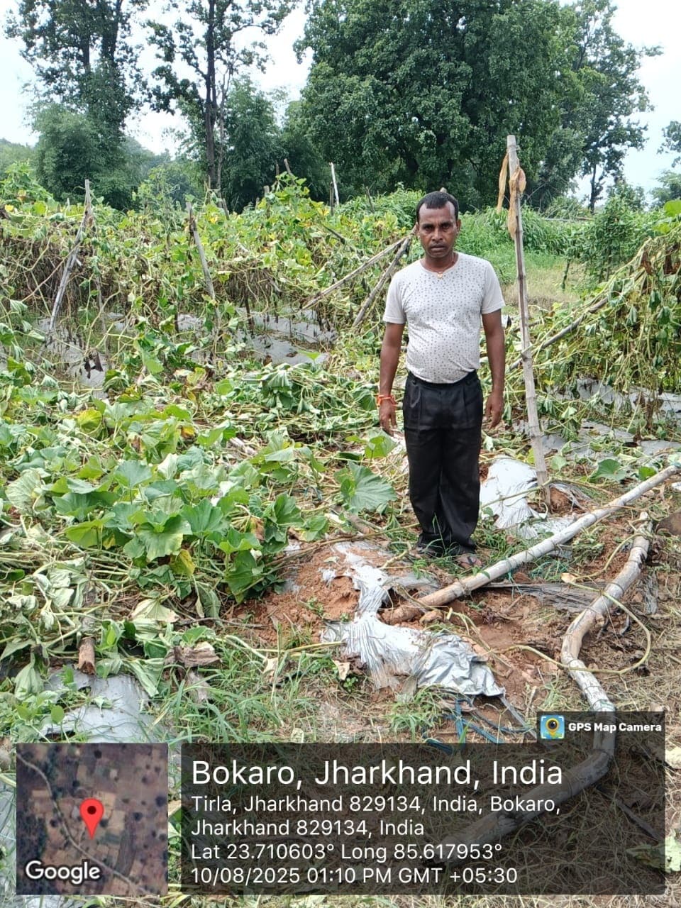 Bokaro News : हाथियों ने फसलें रौंदी, चावल भी खा गये