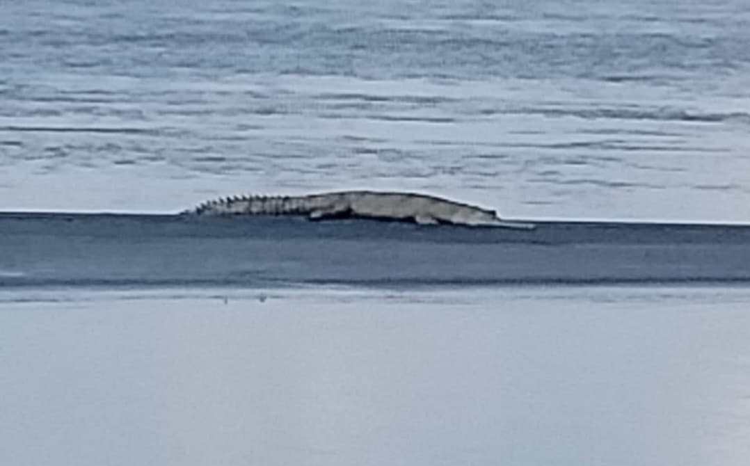 hajipur news. बसंता जहानाबाद घाट पर दिखा घड़ियाल