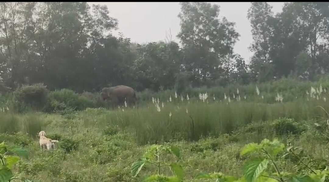 Giridih News: बगोदर वन प्रक्षेत्र में सात हाथियों के झुंड डाला डेरा डाला
