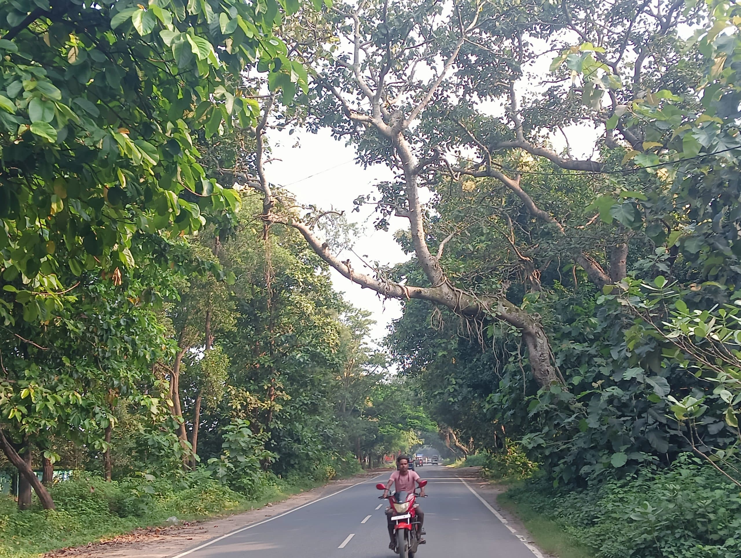 Giridih News: सड़कों के किनारे पुराने पेड़ साबित हो रहे हैं जानलेवा