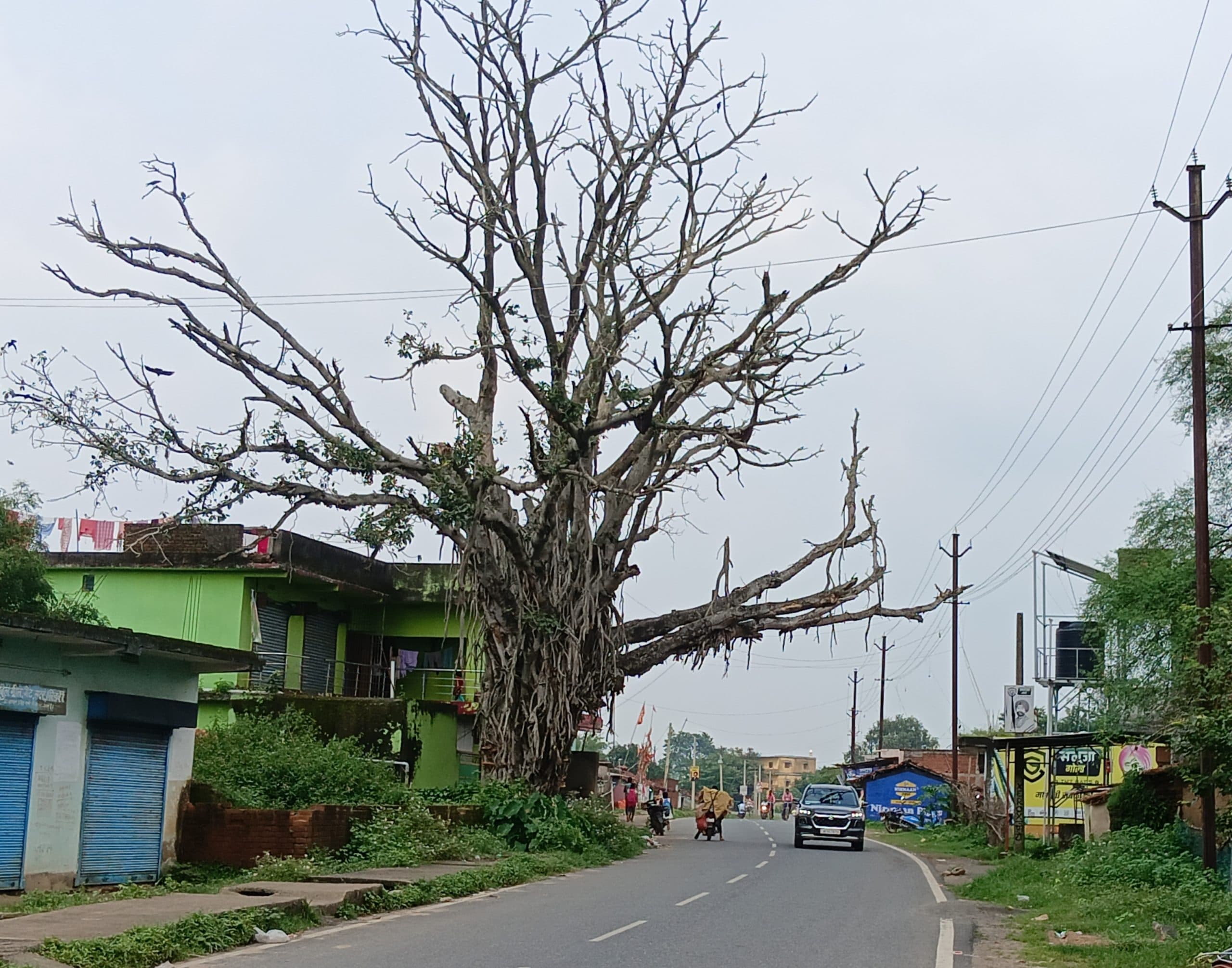 Giridih News: सड़क के किनारे से सूखे पेड़ को हटाने की मांग तेज