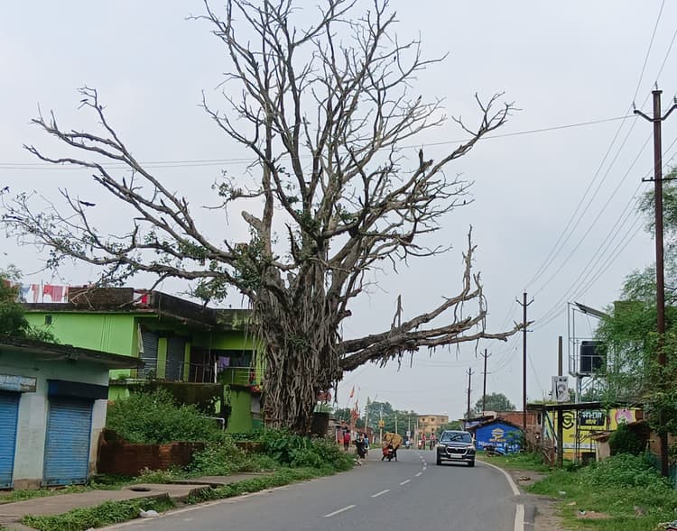 Giridih News: सड़क के किनारे से सूखे पेड़ को हटाने की मांग तेज