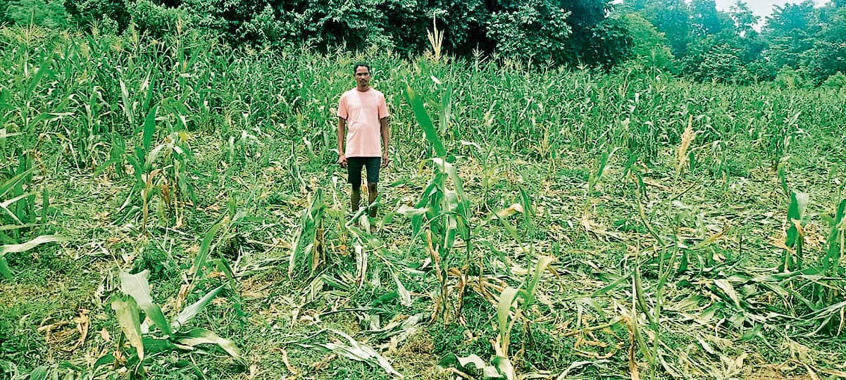 Chaibasa News : 16 हाथियों ने पांच हेक्टेयर में मकई की खेती को रौंदा