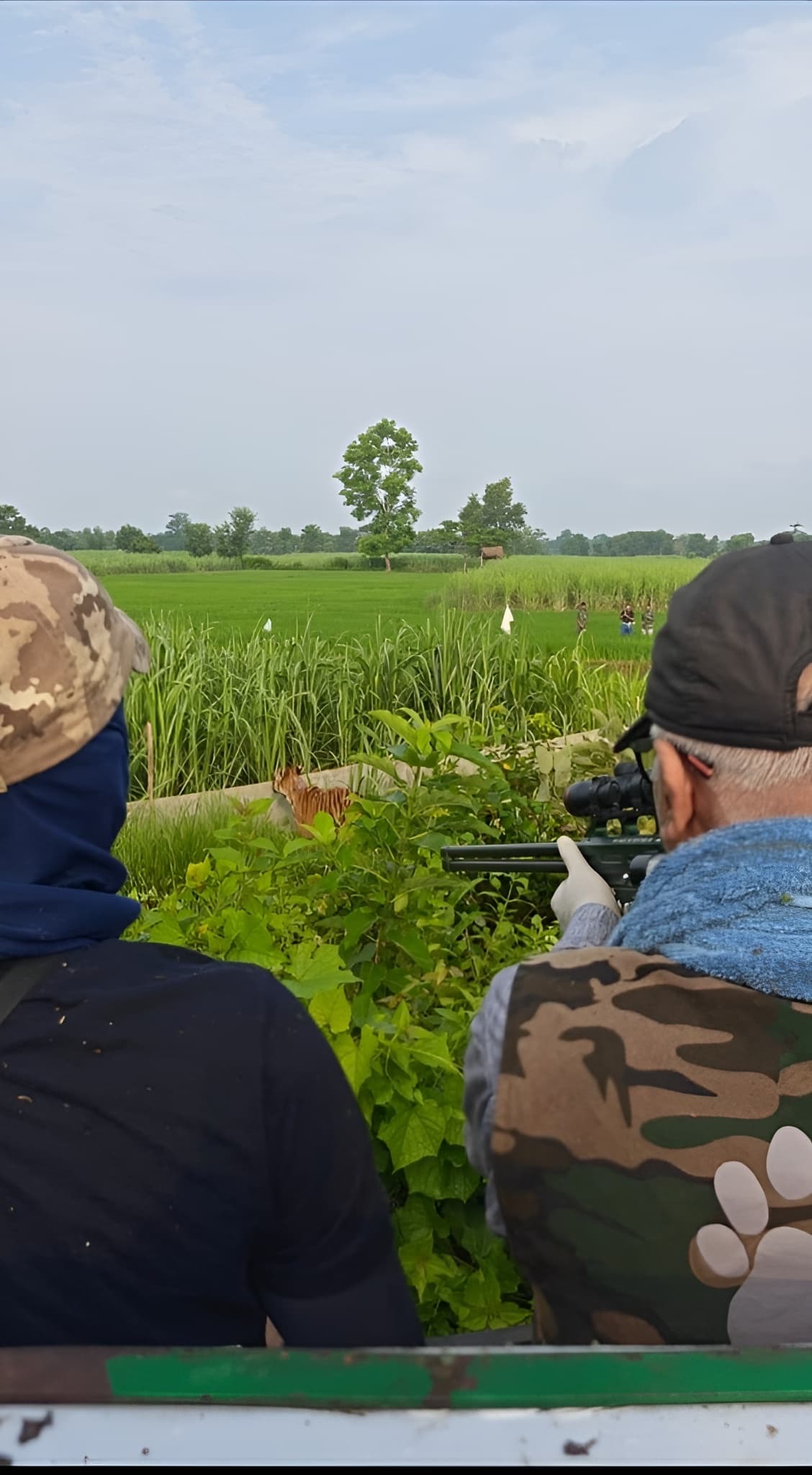 Bettiah : किसान पर हमला करने वाले नर बाघ का वन कर्मियों ने किया रेस्क्यू