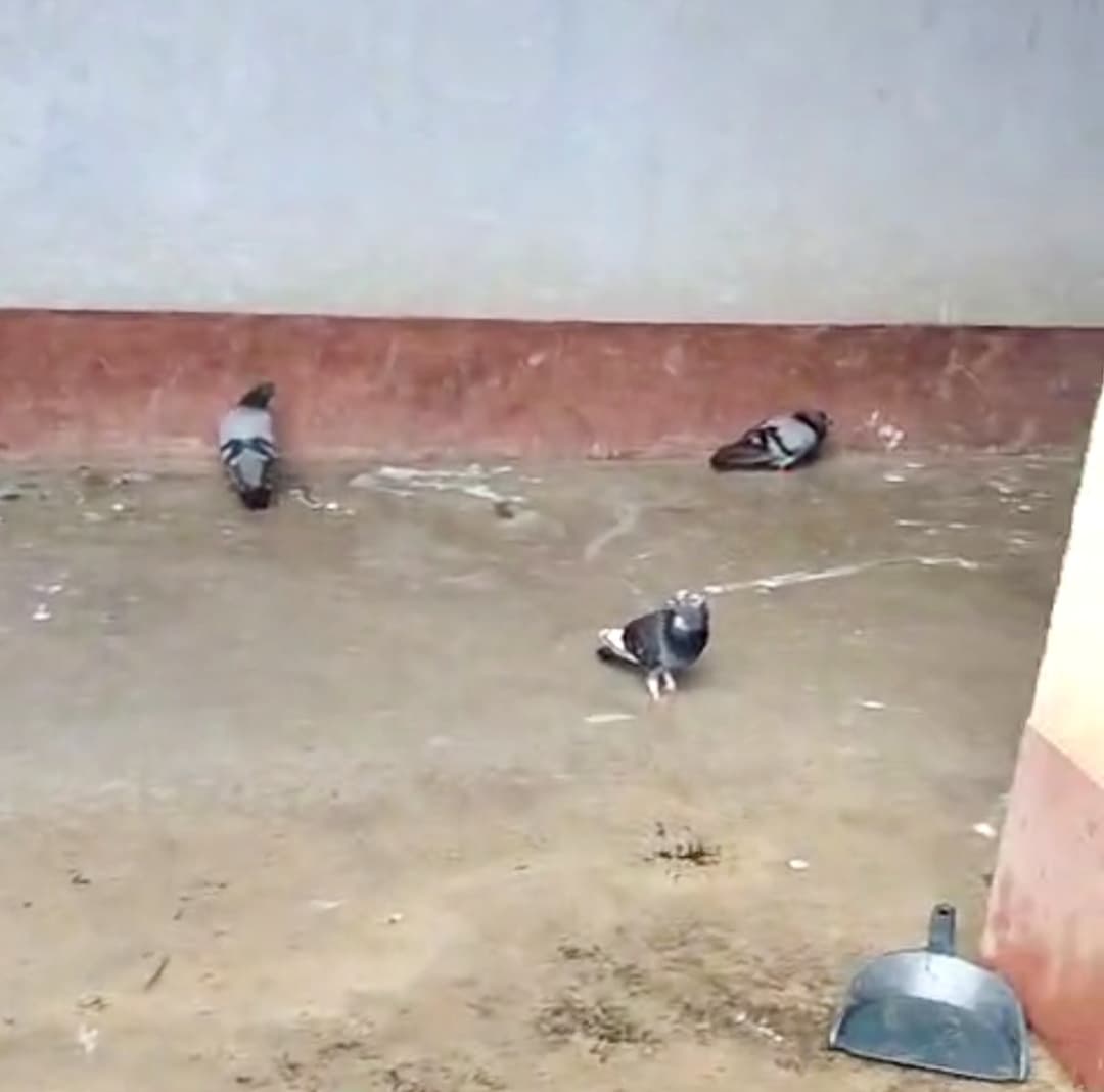 Giridih News: बीमार और मर रहे पक्षियों की बढ़ रही संख्या चिंता का विषय