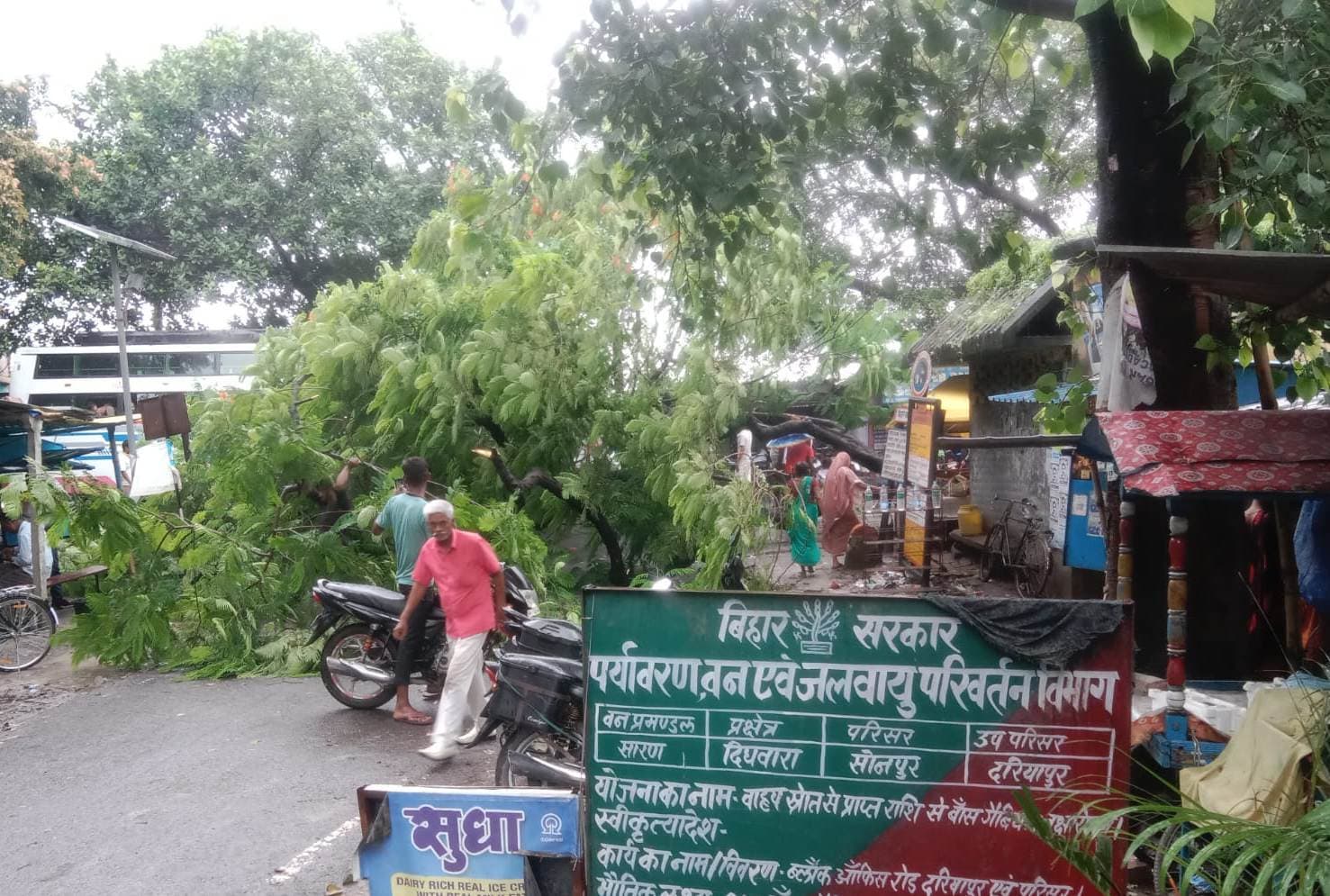 Saran News : प्रखंड मुख्यालय के पास बीच सड़क पर गिरा पेड़, बाल-बाल बचे लोग
