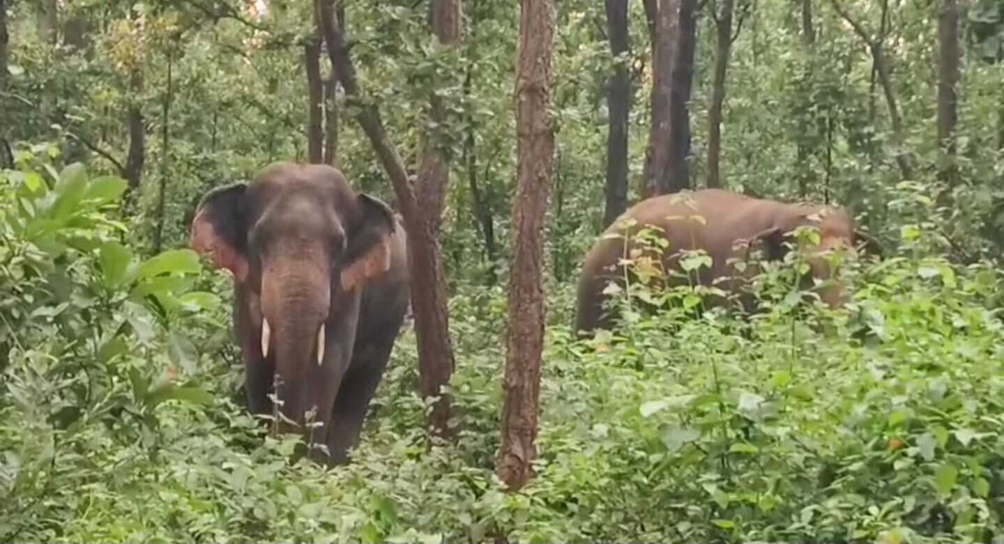 जंगल से निकला हाथी, देखने वालों की लगी भीड़