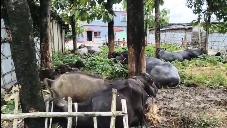 अपराधियोंने पशु से भरे वाहन रोक, 12 पशु की लूट, चालक के साथ मारपीट