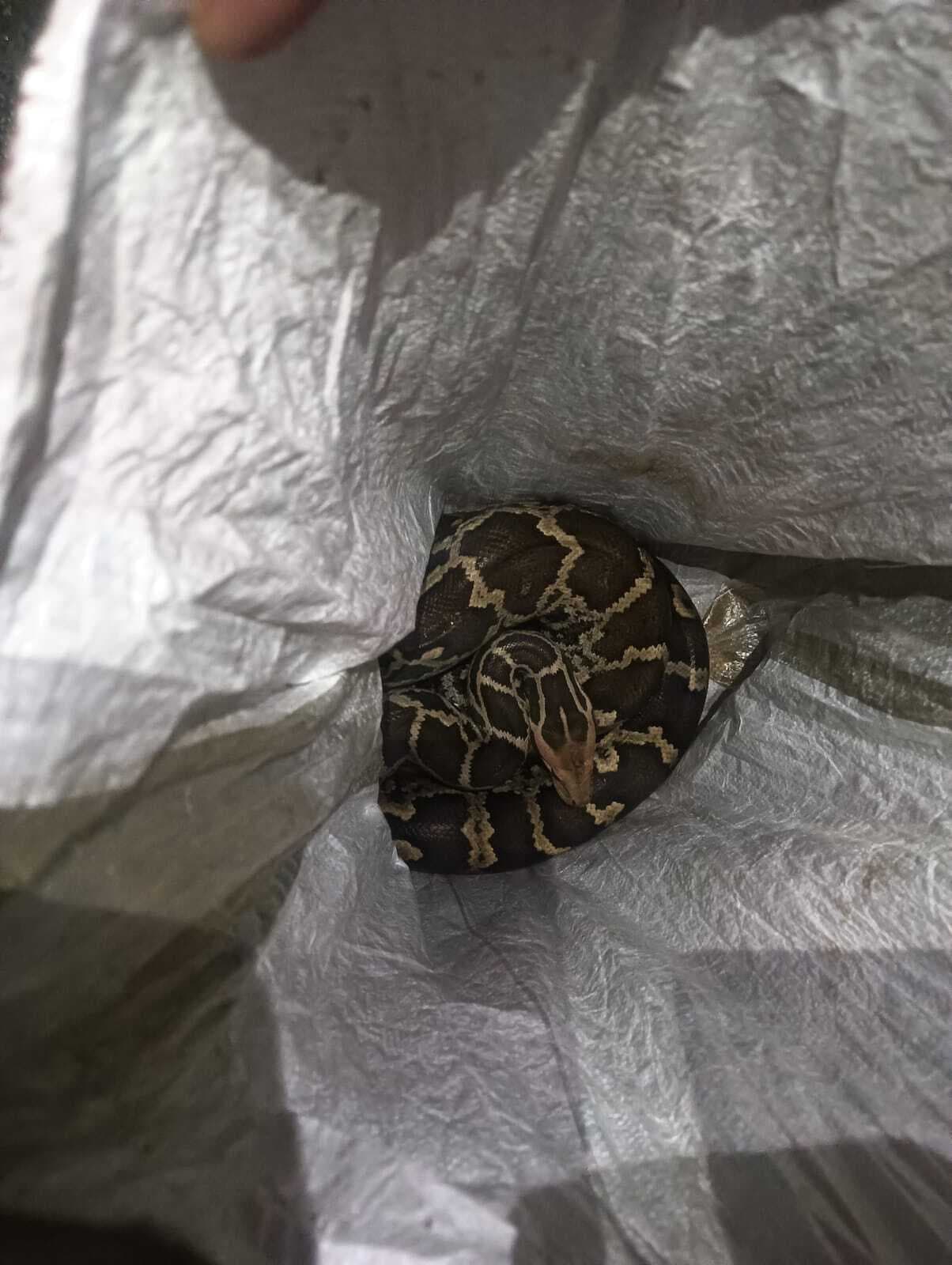 Giridih News: वन विभाग ने अजगर का रेस्क्यू कर जंगल में छोड़ा