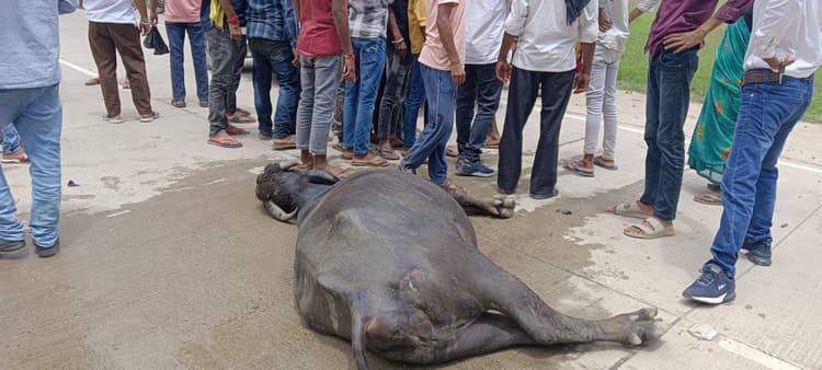 तेज रफ्तार बाइक ने भैंस को मारी टक्कर, तीन युवक घायल, एक रेफर