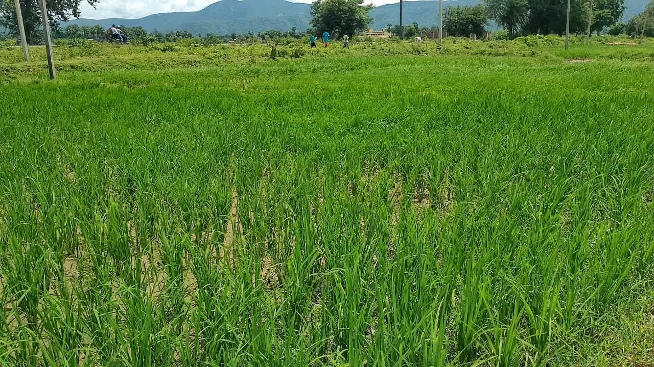 गोविंदपुर में धान रोपनी का लक्ष्य पूरा, बारिश ने दी किसानों को राहत