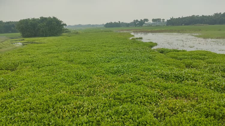 नदियों से जलकुंभी हटाने के लिए नहीं उठाये जा रहे ठोस कदम