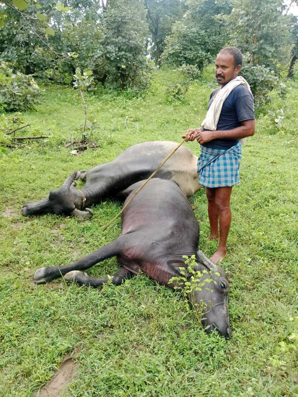 करेंट लगने से दो भैंसों की मौत