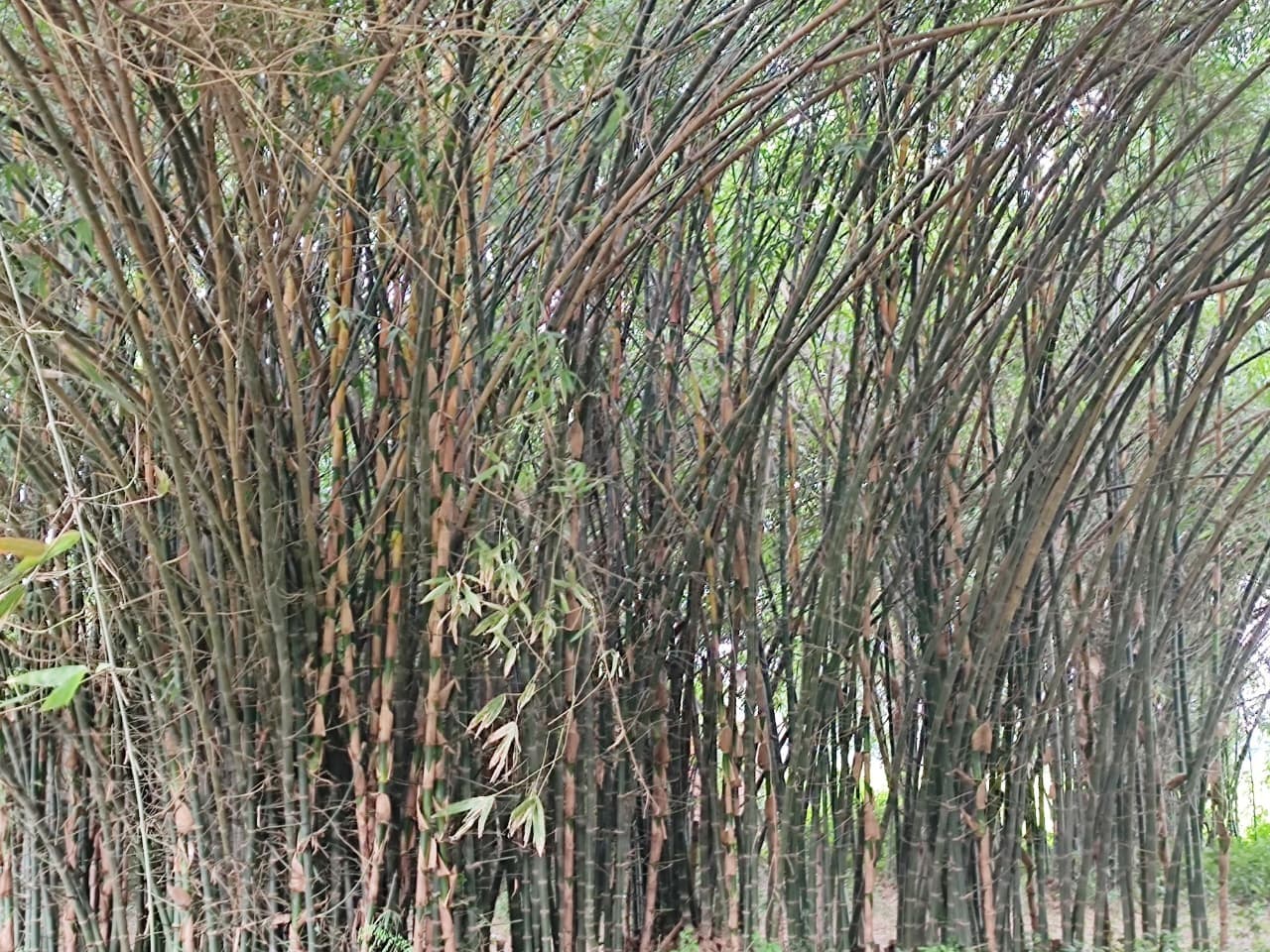 17 साल बाद बांस की खेती पर फिर से दिया जा रहा अनुदान