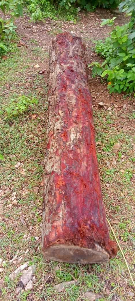 मोहनपुर व राजवाड़ा जंगलों से रोजाना काटे जा रहे हरे पेड़