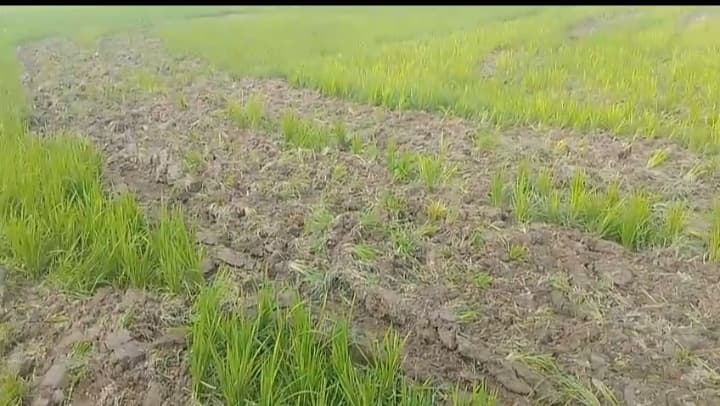 दो एकड़ से ज्यादा खेत में लगी धान की फसल को ट्रैक्टर से जोत कर किया बर्बाद