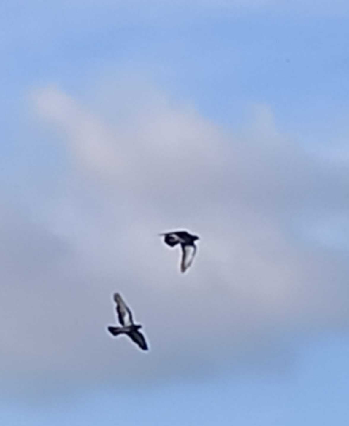 बच्चों ने फोटोग्राफी की बारीकियों को समझा व कैमरे में नेचर को कैद किया