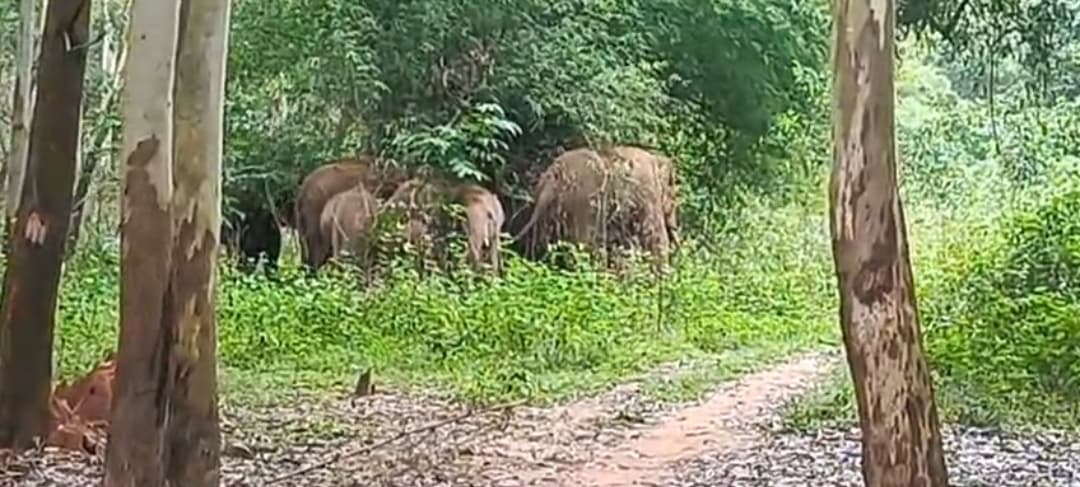 Chaibasa News : चंपुआ रेंज में लौटा हाथियों का झुंड, ग्रामीणों में दहशत