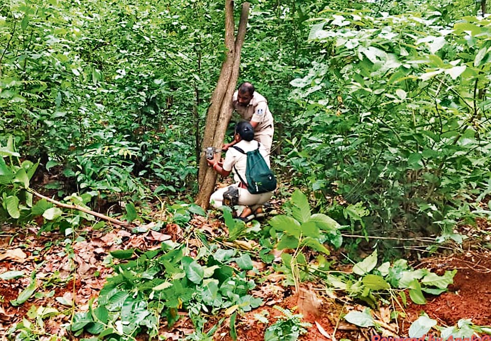 Sundergarh News :  छत्तीसगढ़ से भटका हुआ बाघ बामडा वाइल्डलाइफ डिवीजन खोलबिलुंग पहुंचा