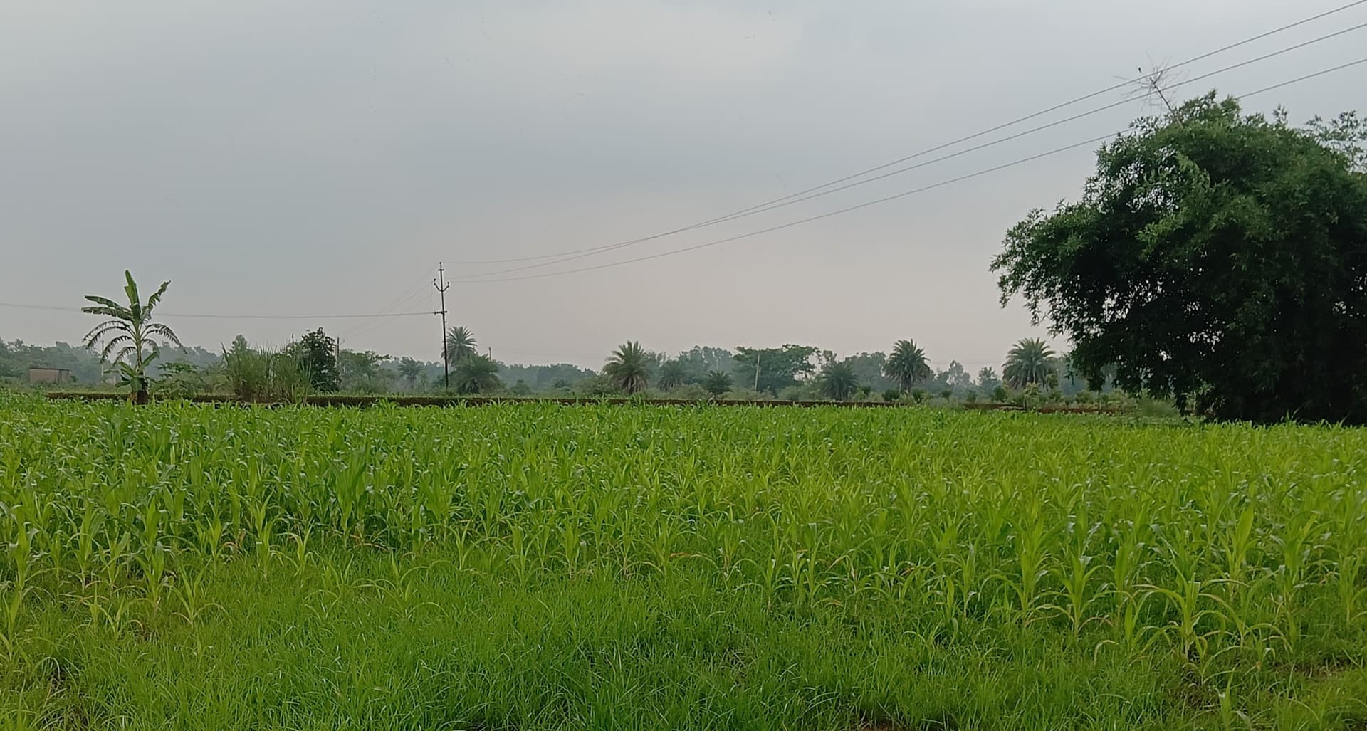 Giridih News: लगातार बारिश के कारण जिले में 87.2 प्रतिशत हुई धनरोपनी, मोटे अनाज की खेती भी प्रभावित
