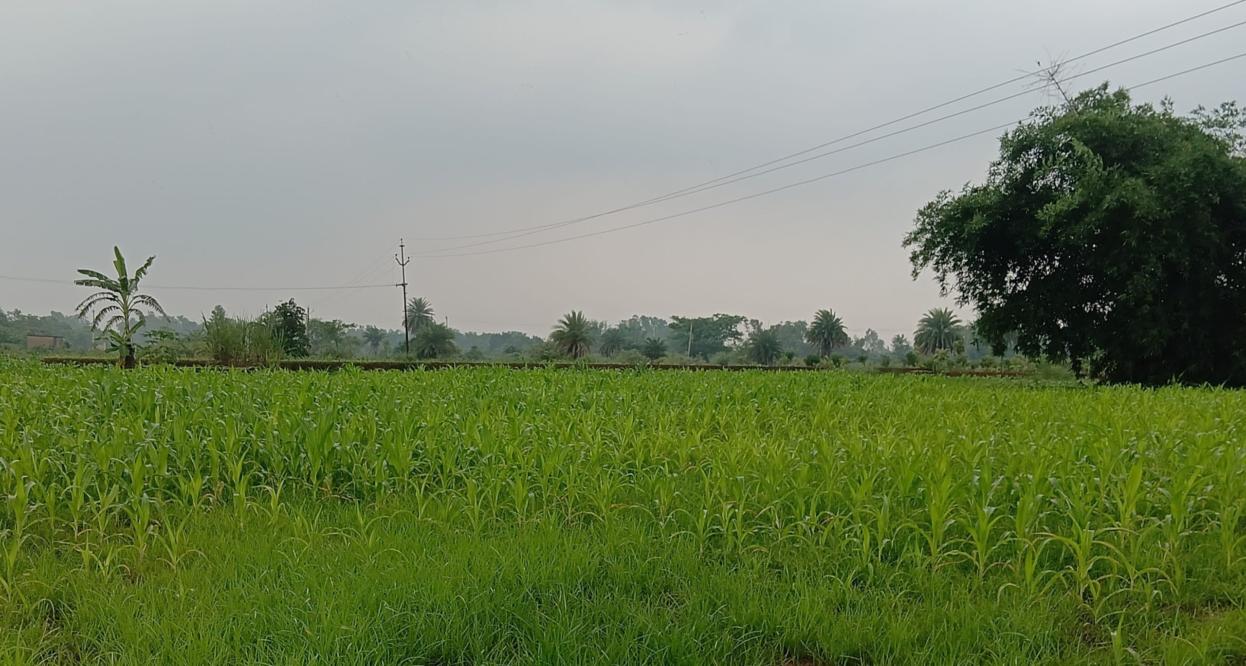 Giridih News: लगातार बारिश के कारण जिले में 87.2 प्रतिशत हुई धनरोपनी, मोटे अनाज की खेती भी प्रभावित