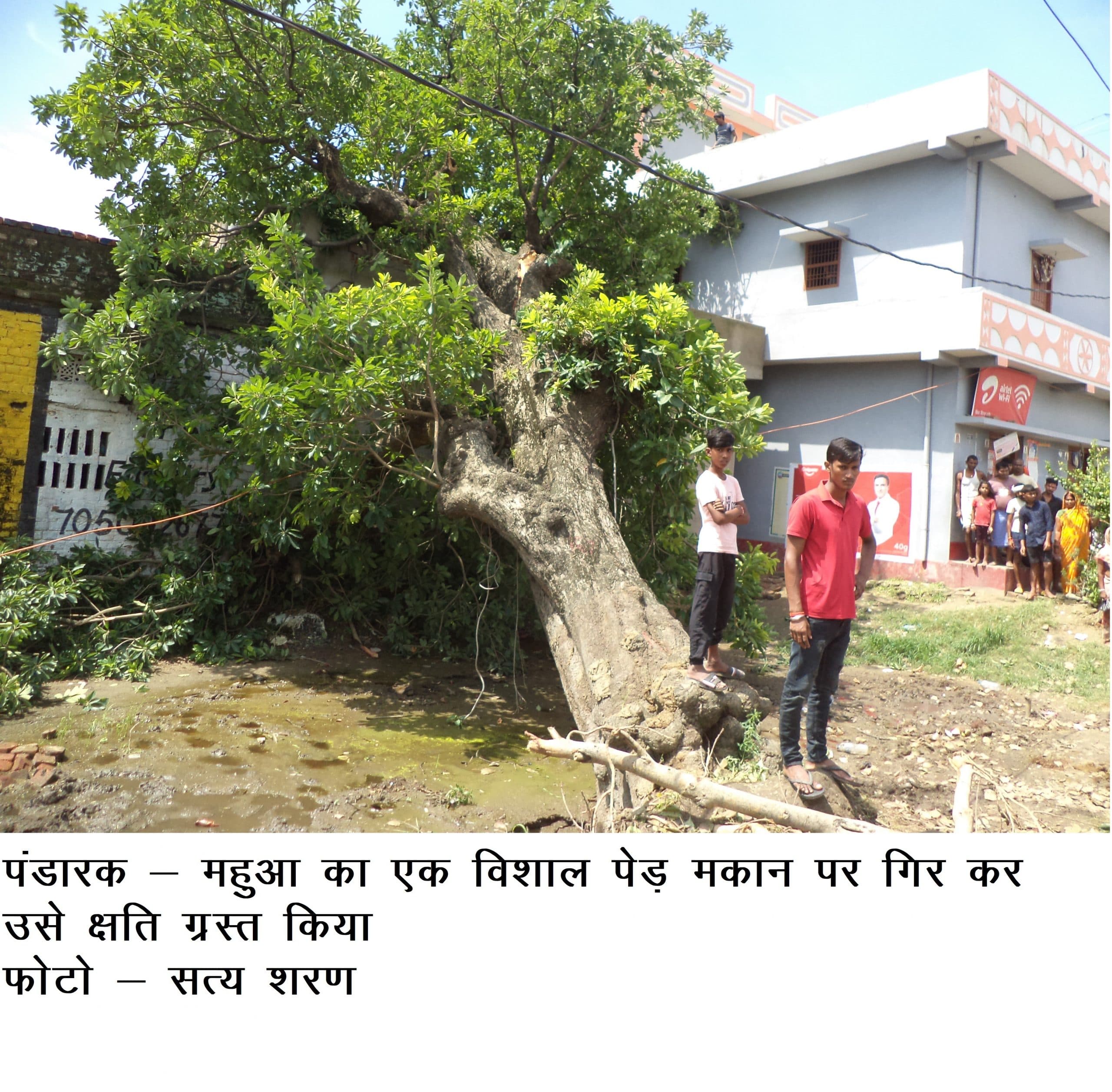 पंडारक में घर पर गिरा पेड़ बची कई लोगों की जान