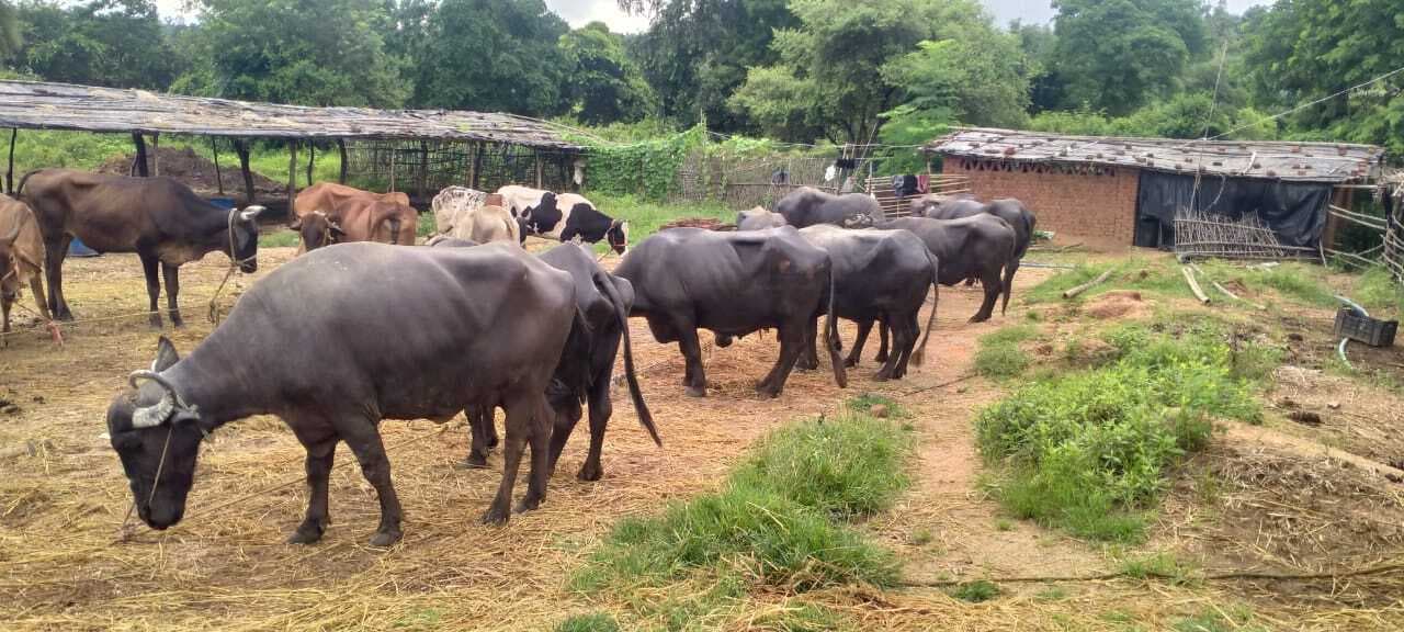 मवेशी लदा ट्रक जब्त, कुल 16 मवेशी बरामद,
