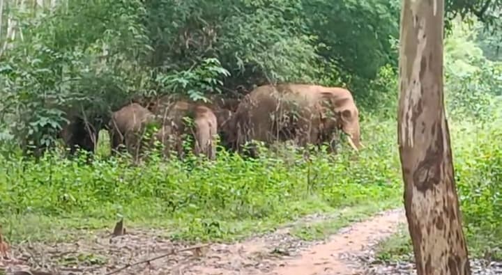 Chaibasa News : 30 हाथियों के झुंड ने मचाया उत्पात घर और फसलों को हुआ नुकसान