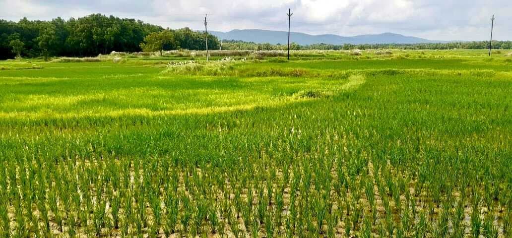 East Singhbhum News : चाकुलिया में 81% रोपनी, 10 दिनों में 100 फीसदी संभव